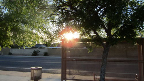 Sun shining through trees