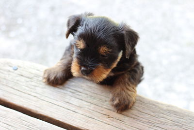 Close-up of a dog