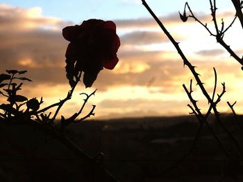 Close-up of silhouette plant against sky during sunset