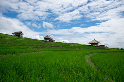 Scenic view of agricultural field by houses against sky