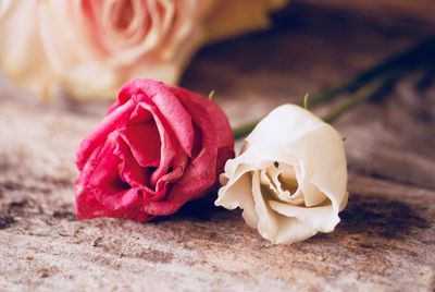 Close-up of rose on table