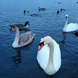 Birds in calm water