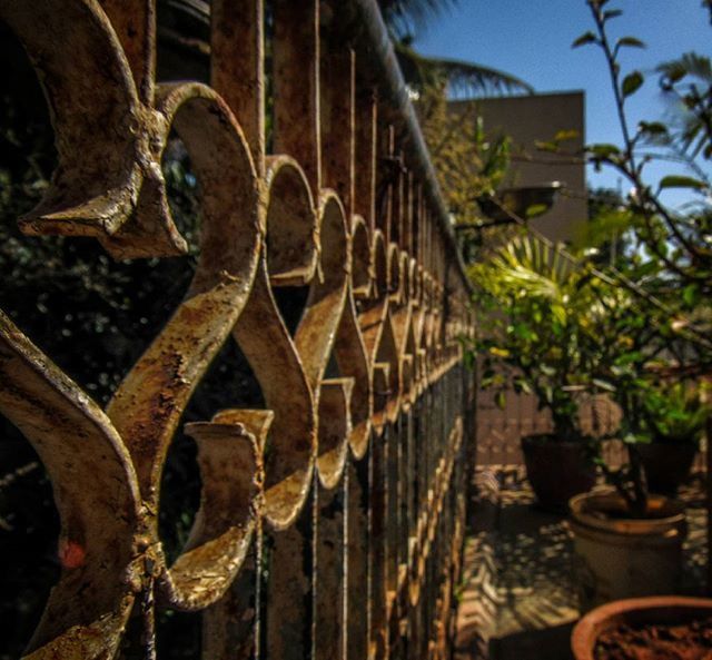 built structure, close-up, architecture, plant, metal, growth, rusty, old, focus on foreground, wood - material, fence, day, outdoors, building exterior, sunlight, no people, tree, potted plant, weathered, wall - building feature