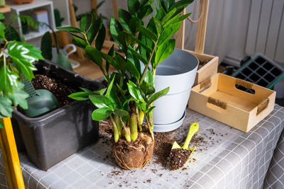 Potted plant on table