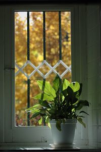 Potted plants on window sill at home