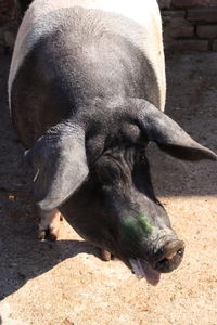 High angle view of a horse on field