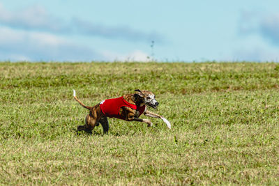 Whippet dog