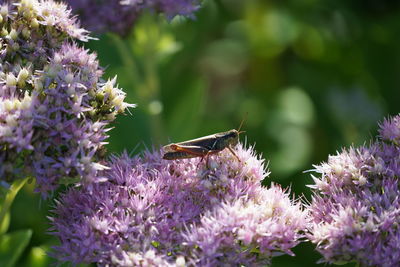 Close-up of grasshopper pollinating on purple flower