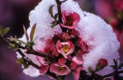 Close-up of pink flowers