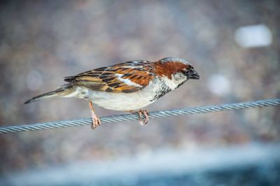 Close-up of bird perching outdoors