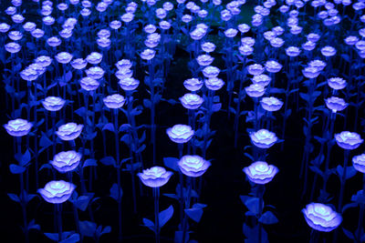 Full frame shot of blue flowering plants