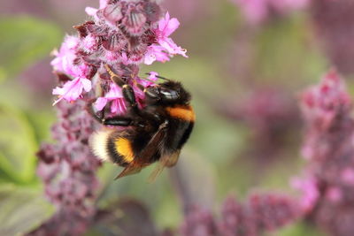 Close-up of bee on purple flower