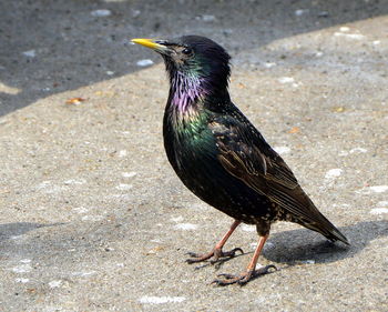 Close-up of bird perching on ground