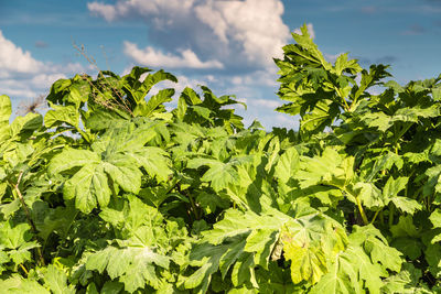 plant