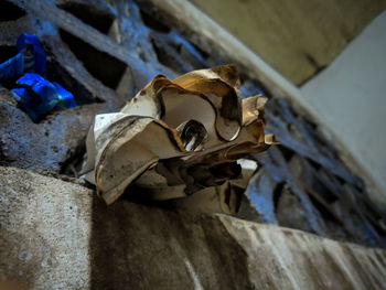 High angle view of animal skull