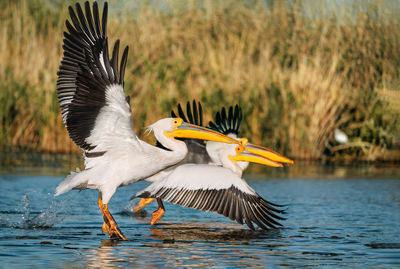 Pelican flying over lake