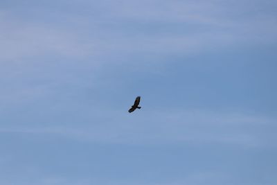 Low angle view of bird flying against sky