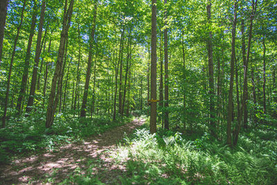 View of trees in forest