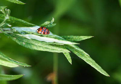Close-up of ladybug on leaf