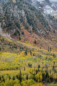 Scenic view of landscape during autumn