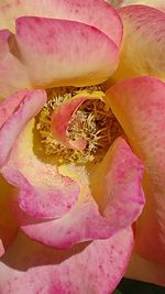 Close-up of pink flower