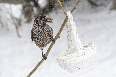 Close-up of bird perching on tree during winter