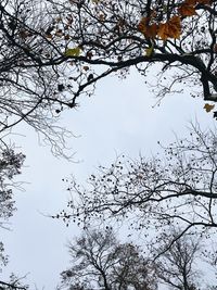 Low angle view of bare tree against sky