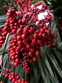 Close-up of red berries growing on plant