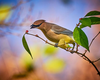 Close-up of bird perching on branch