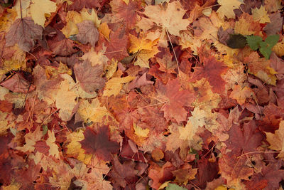 Full frame shot of autumn leaves