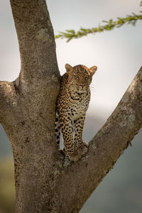 Leopard on tree trunk