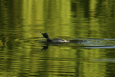 Ducks swimming in lake