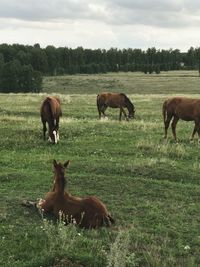 Horses grazing in a field