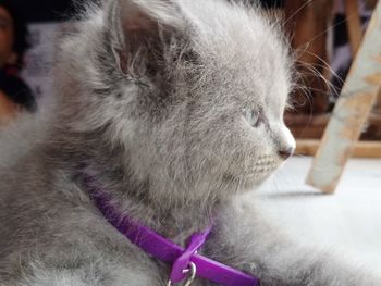Close-up of a cat looking away