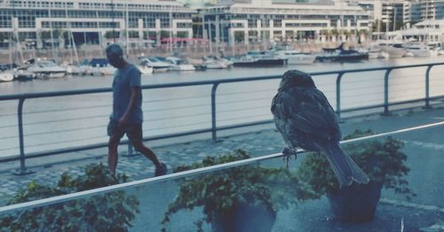 Full length of seagull on railing in canal