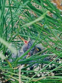 Plants growing on field