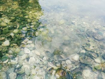 High angle view of floating on water