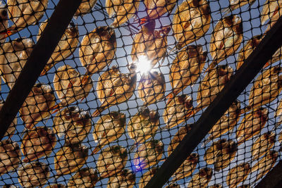 Low angle view of fishes on metal fence drying against sky