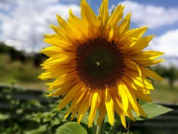 Close-up of sunflower blooming against sky