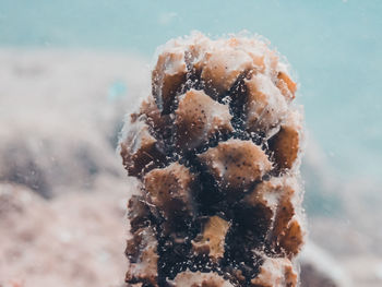Close-up of ice cream in sea