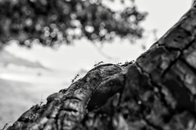 Close-up of tree trunk against sky
