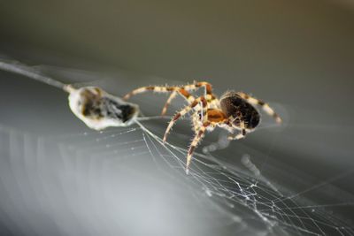 Close-up of spider on web