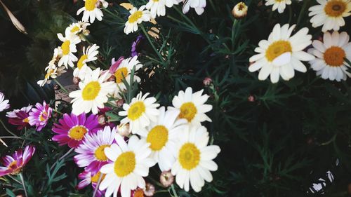 Close-up of yellow flowers blooming outdoors