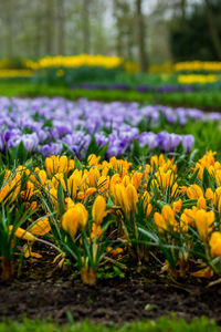 Close-up of yellow crocus flowers on field