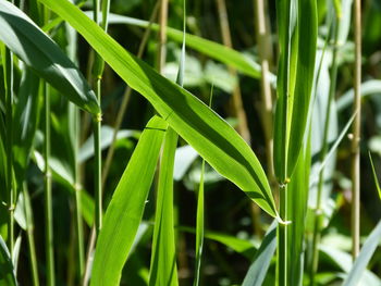 Close-up of fresh green grass in field