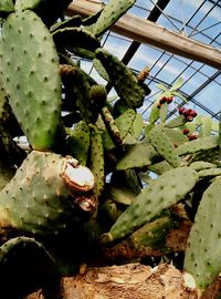 Close-up of plant