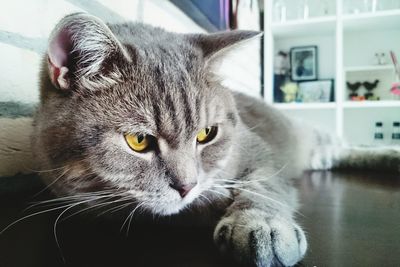 Close-up portrait of cat