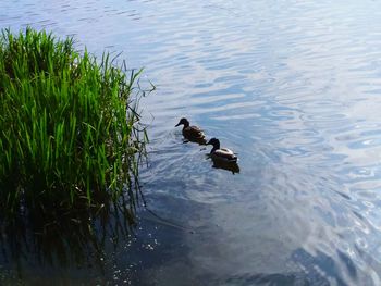 High angle view of ducks swimming on lake