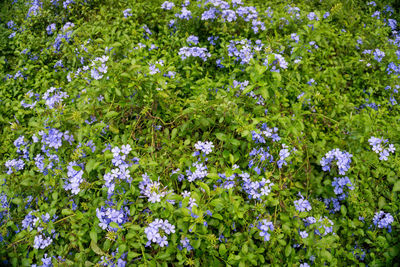 High angle view of purple flowering plants