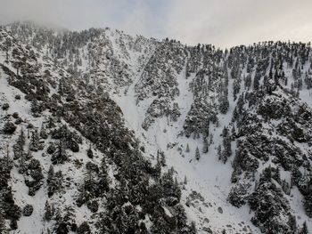 Snow covered pine trees against sky during winter